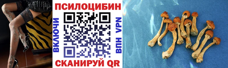 блэк спрут ссылка Приморск Псилоцибиновые грибы Psilocybe